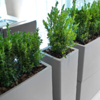 Colonna Patio - immagine 2